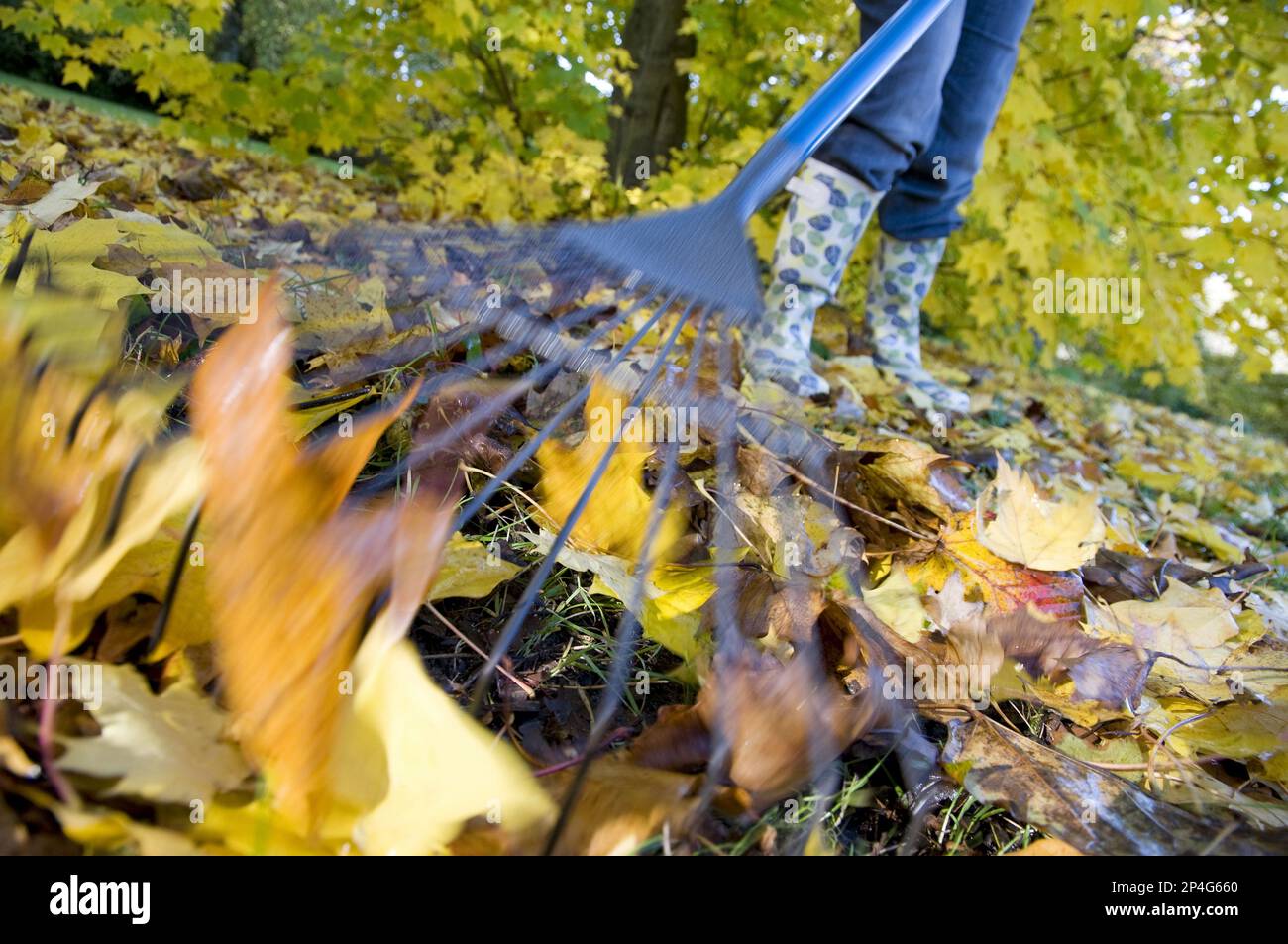 Gardener raking up fallen leaves with garden leaf rake, England, United