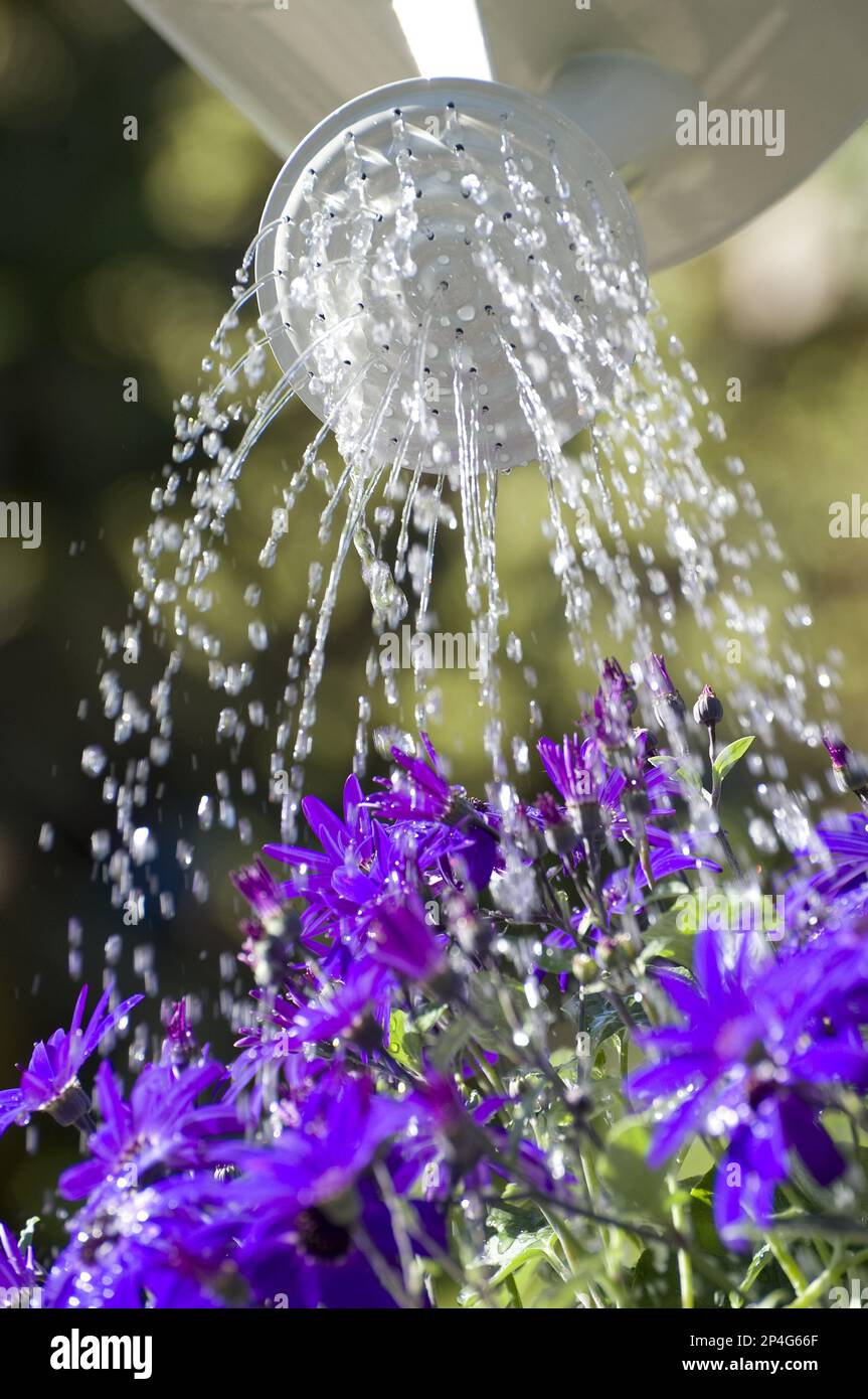 Watering Cultivated Pericallis (Pericallis) 'Senetti' with watering can in garden, Norfolk, England, United Kingdom Stock Photo
