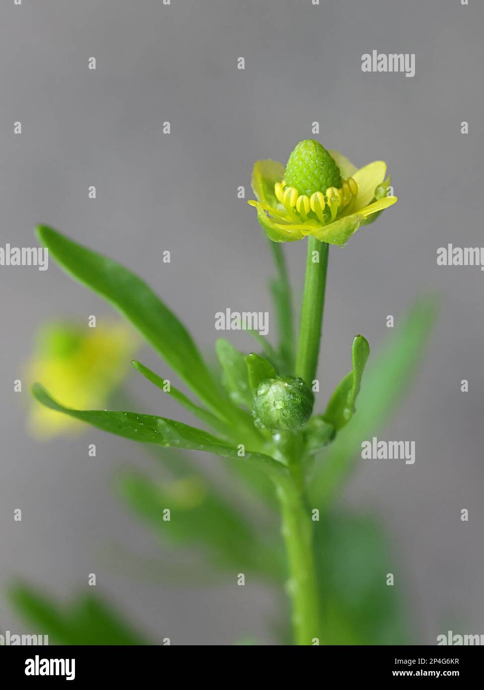 Celery-leaved Crowfoot, Ranunculus sceleratus, also known as Blister buttercup, Celery-leaved buttercup or Crowfoot buttercup, wild flower from Finlna Stock Photo
