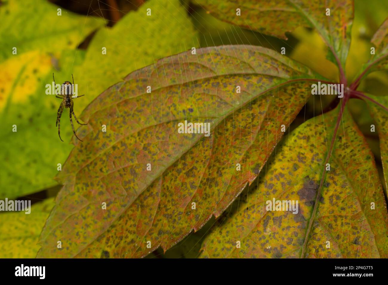 Nice macro image of a spider web sitting on its web with a blurred ...