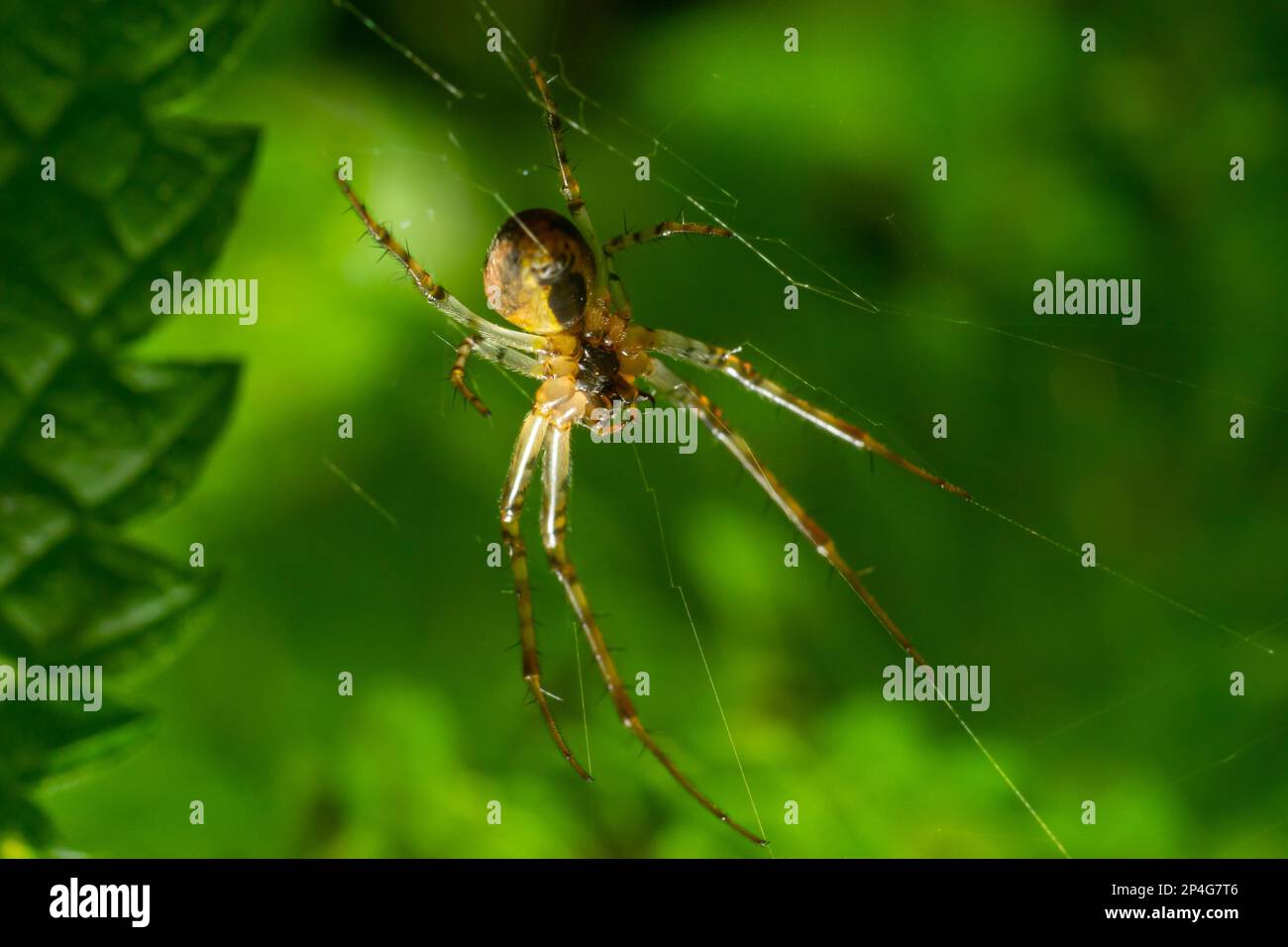 Nice macro image of a spider web sitting on its web with a blurred ...