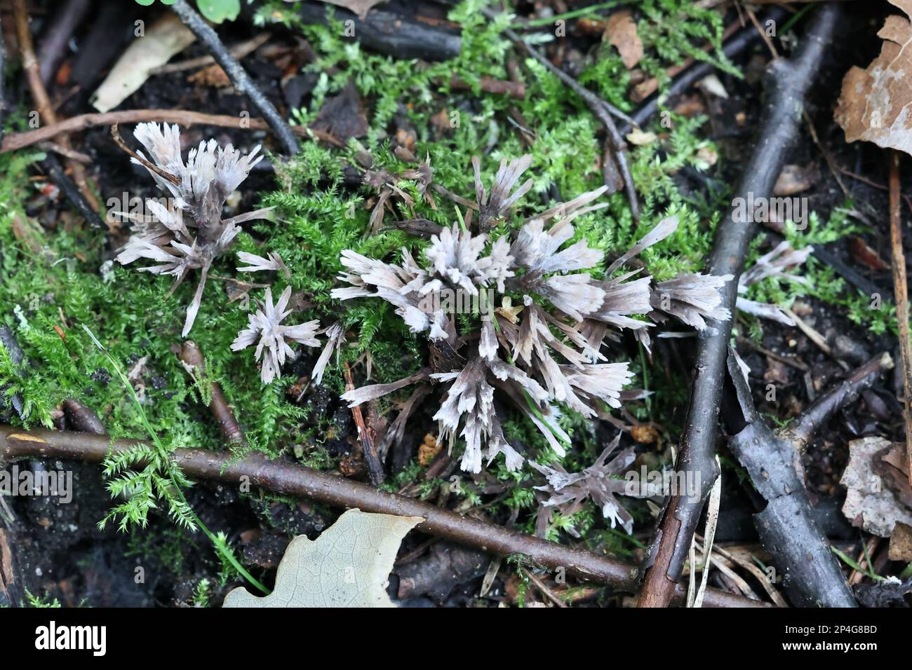 Thelephora anthocephala, commonly known as eartfan or fiber fan, wild fungus from Finland Stock Photo