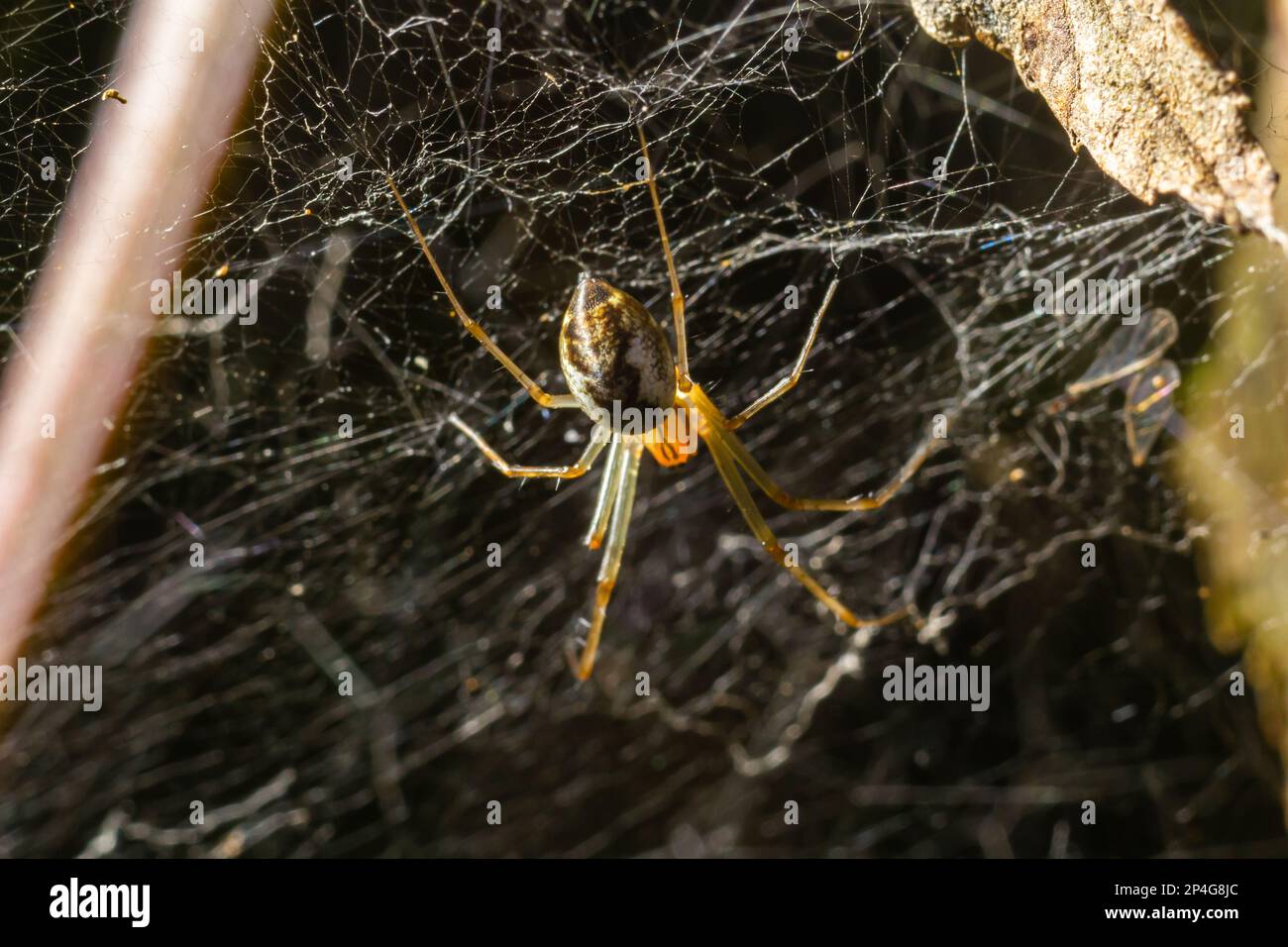 Neriene peltata is a species of spider belonging to the family Linyphiidae. Stock Photo