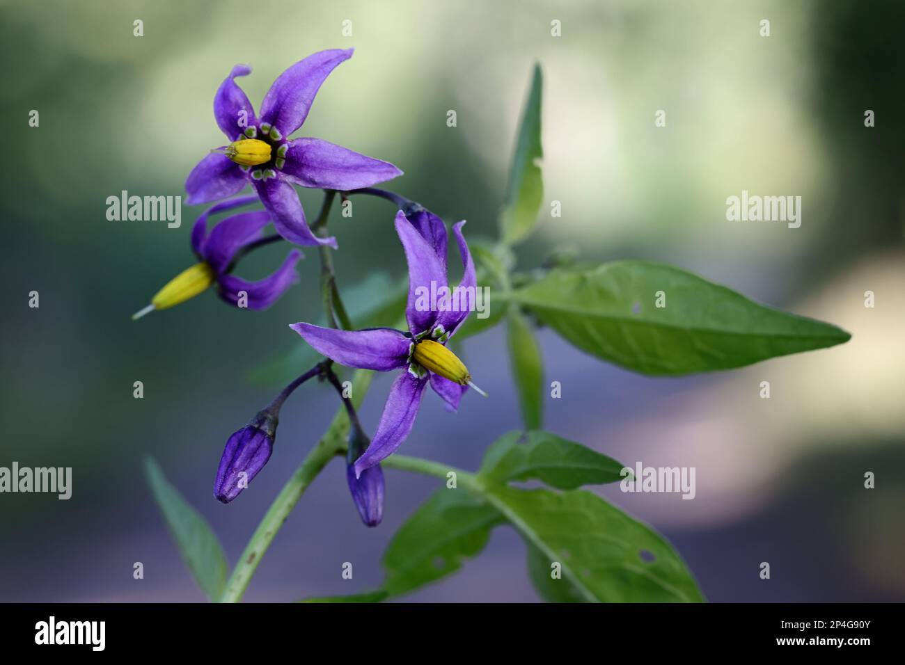 Bittersweet, Solanum dulcamara, known also as Bitter nightshade