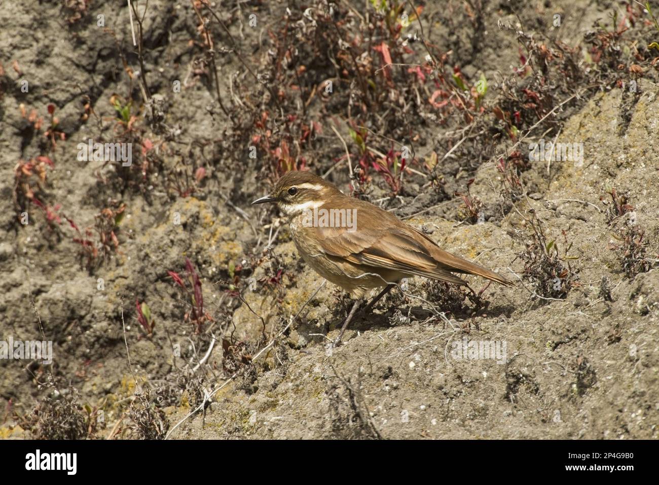 chestnut-winged-cinclodes-cinclodes-albidiventris-adult-standing-on