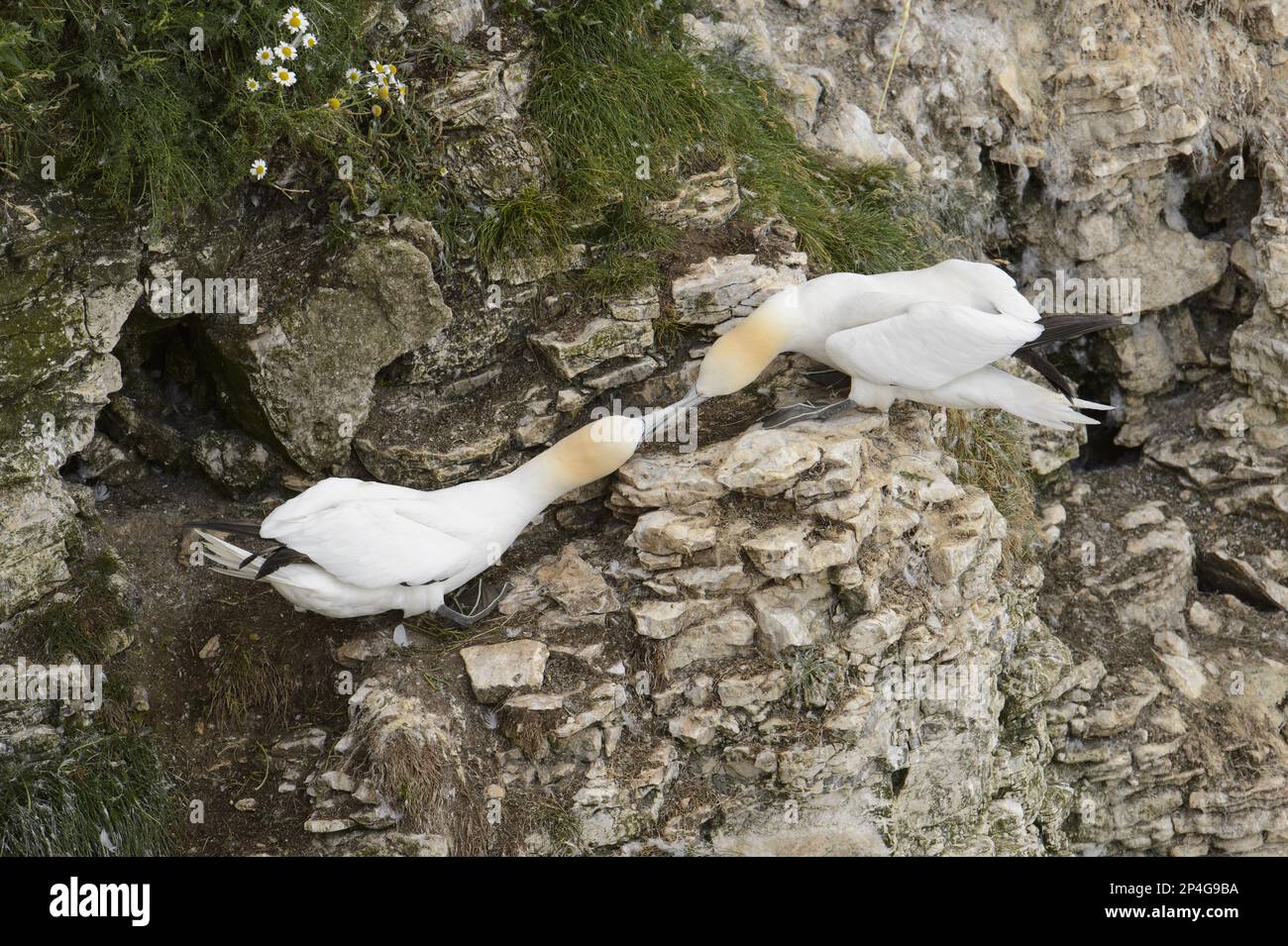 Northern Gannet (Morus bassanus) two adults, fighting over nesting territories on cliff, Bempton Cliffs RSPB Reserve, Bempton, East Yorkshire Stock Photo