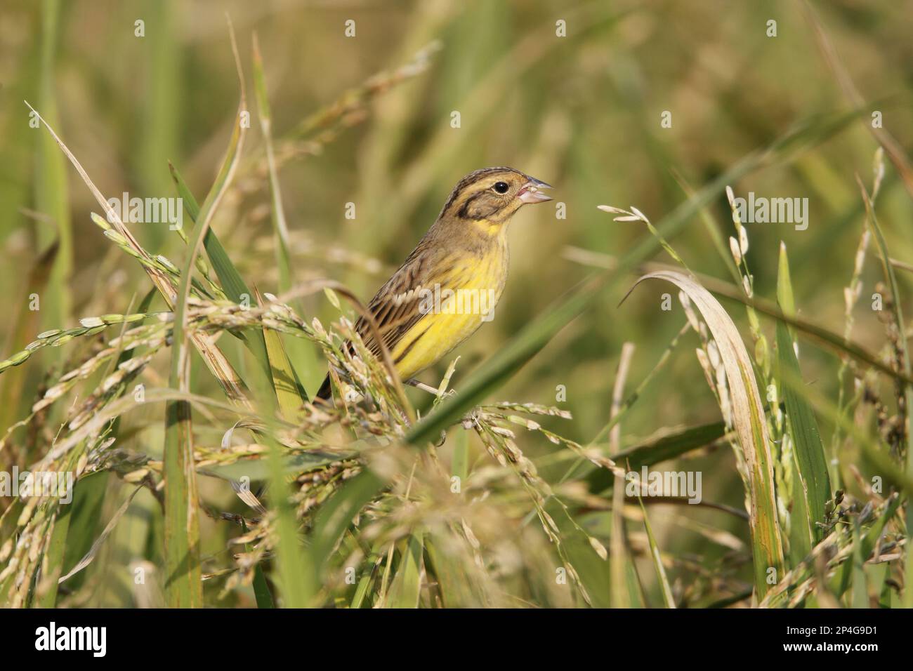 Yellow-breasted Bunting (Emberiza aureola) adult, non-breeding plumage, feeding on rice grain, perched on rice stem, Long Valley, New Territories Stock Photo