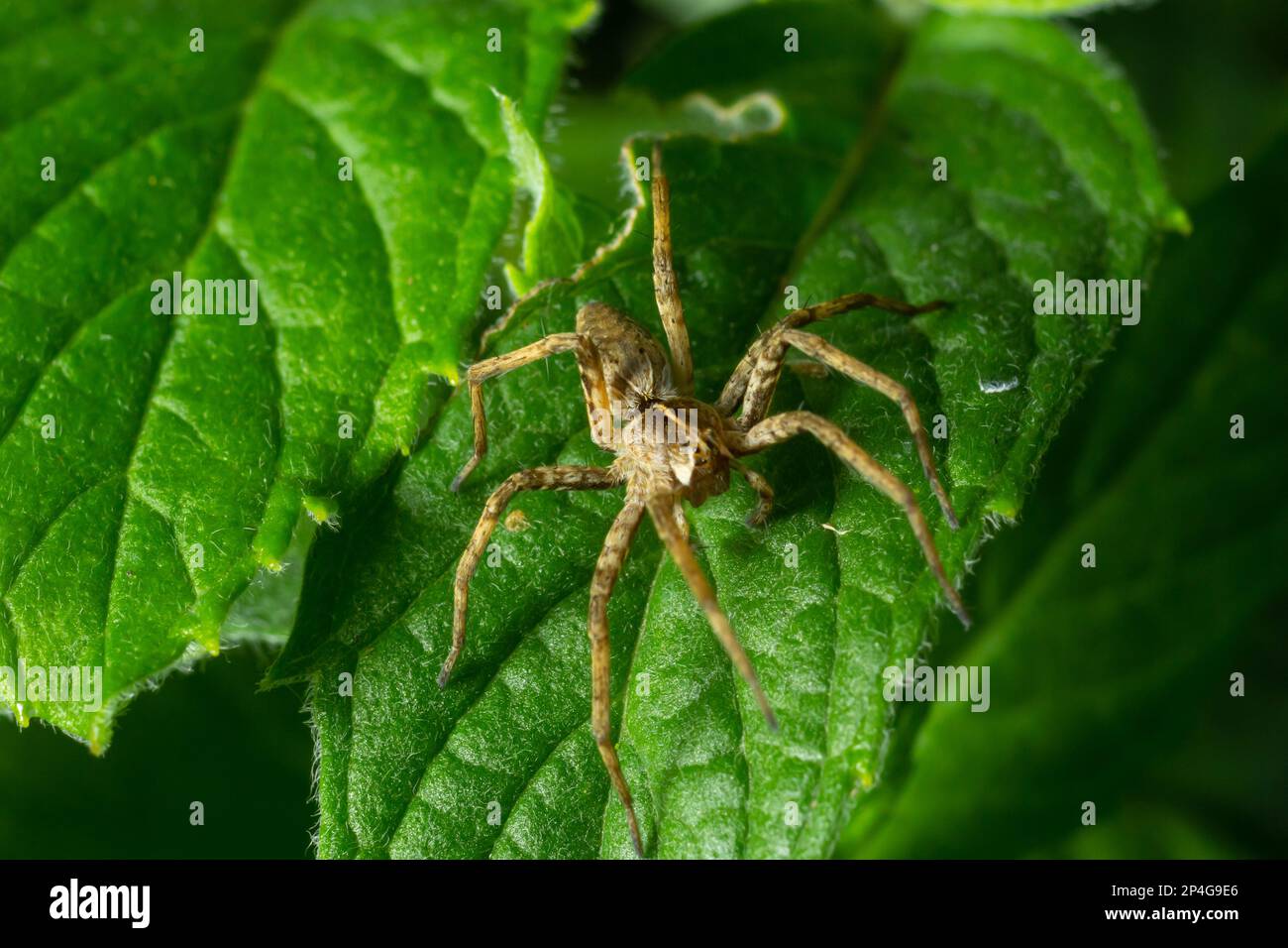 Spider catching insect hi-res stock photography and images - Alamy