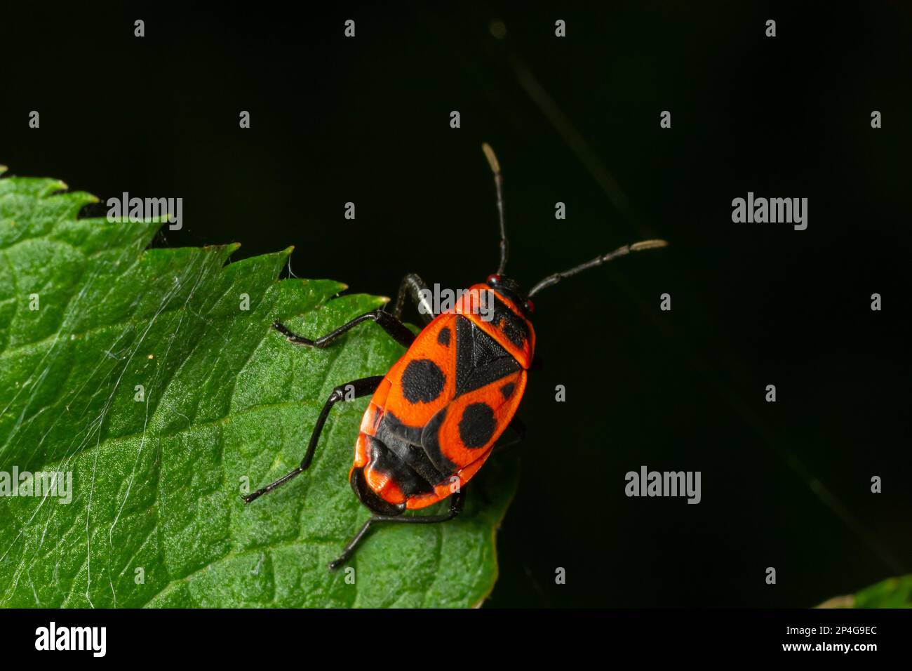 Natural closeup on the red firebug, Pyrrhocoris apterus sitting on a leaf in the garden. Stock Photo