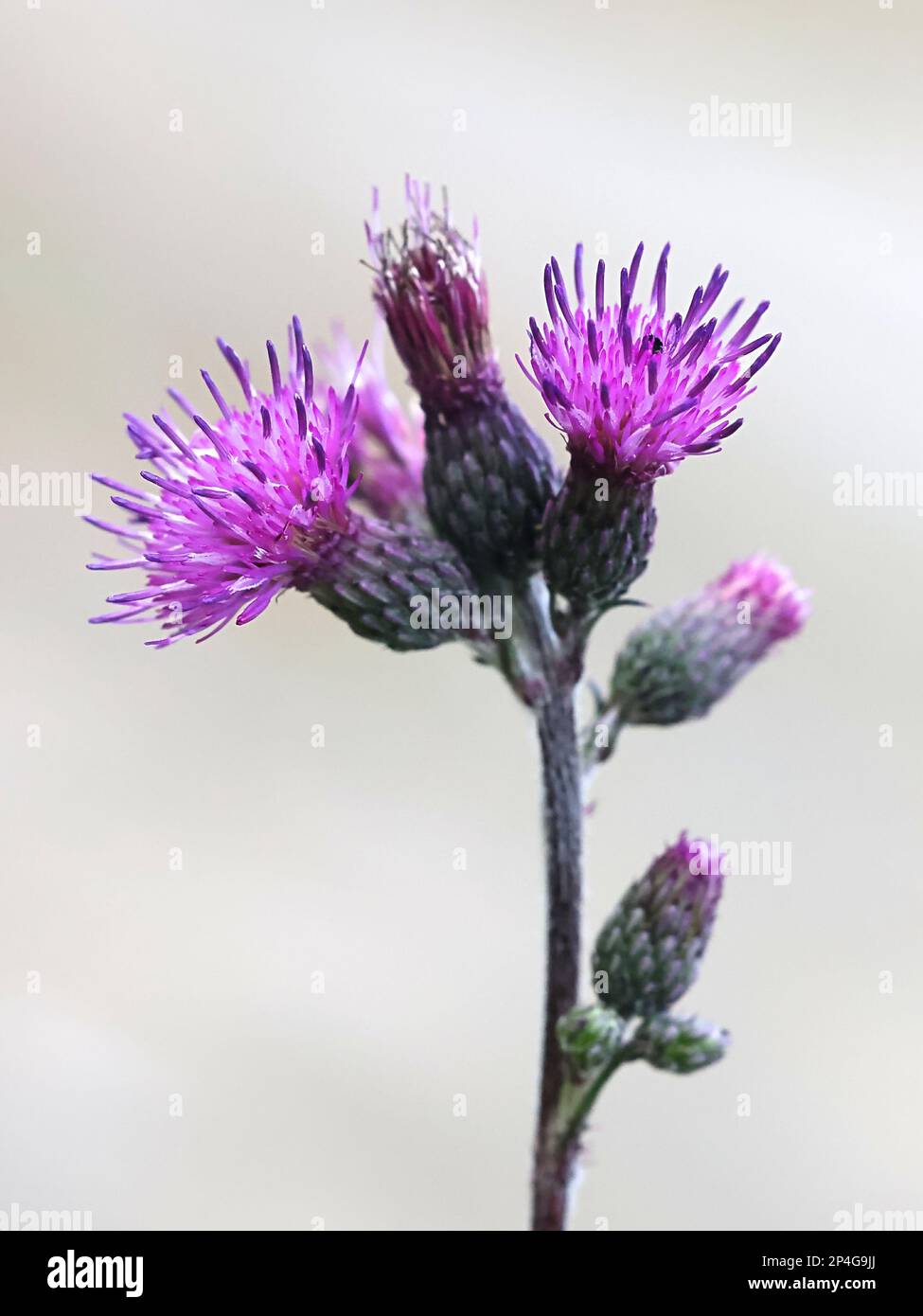 Marsh Thistle, Cirsium palustre, also known as European swamp thistle or Marsh plume thistle, wild flowering plant from Finland Stock Photo