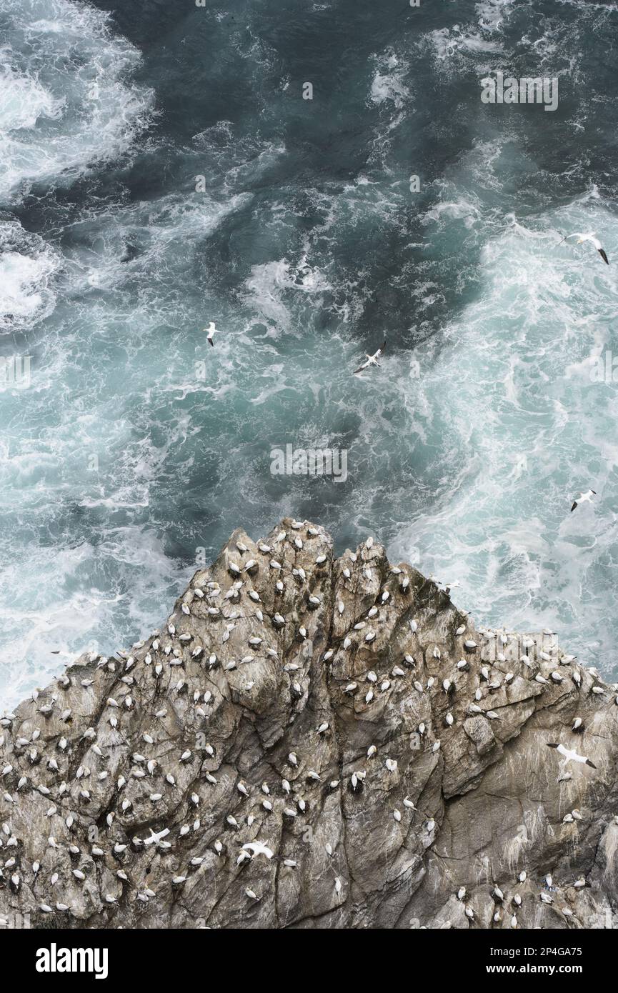 Unst Rocks Northern Gannet (Morus bassanus) colony, in flight and nesting on rocks ...