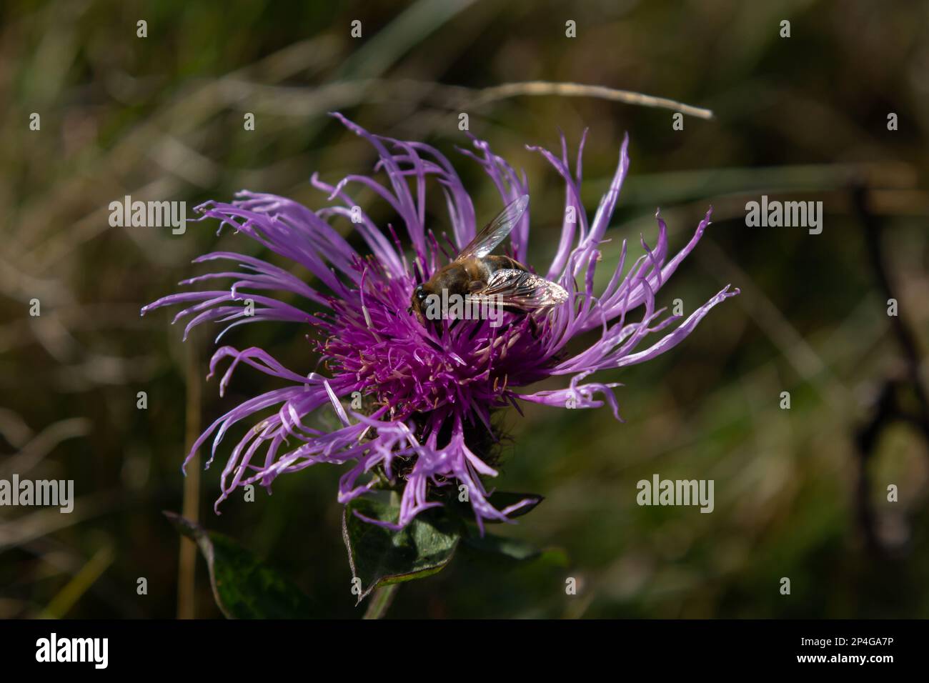 brown cornflower Centaurea jacea and a bee sitting on a flower on a summer day. Stock Photo