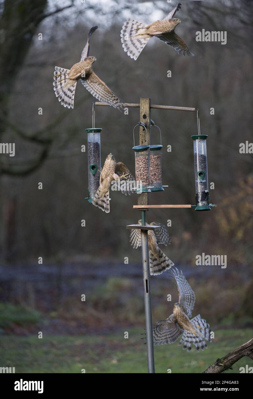 Eurasian eurasian sparrowhawk (Accipiter nisus) immature male, in