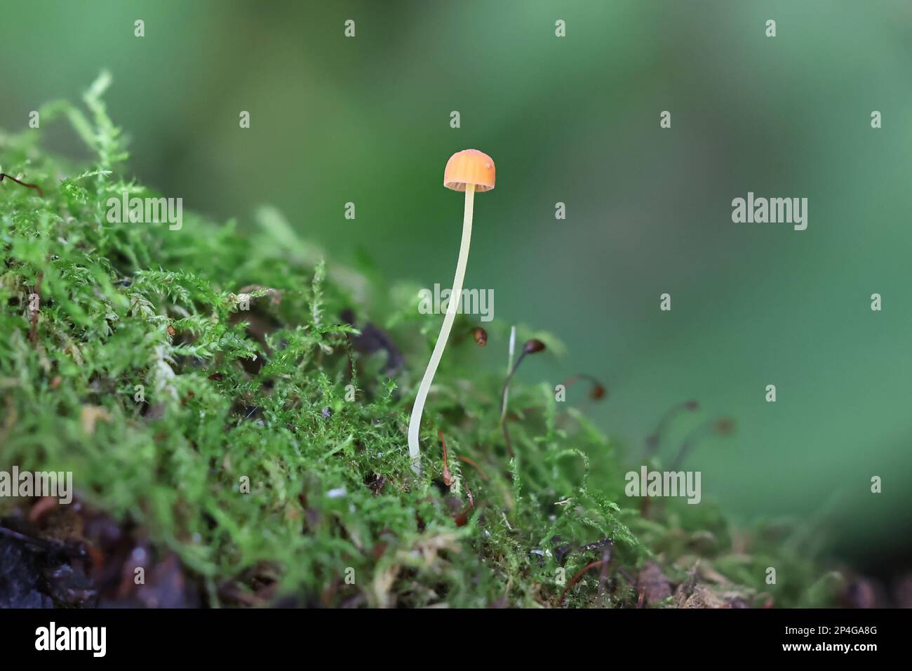 Mycena acicula, commonly known as the orange bonnet, or the coral spring Mycena, wild mushroom from Finland Stock Photo