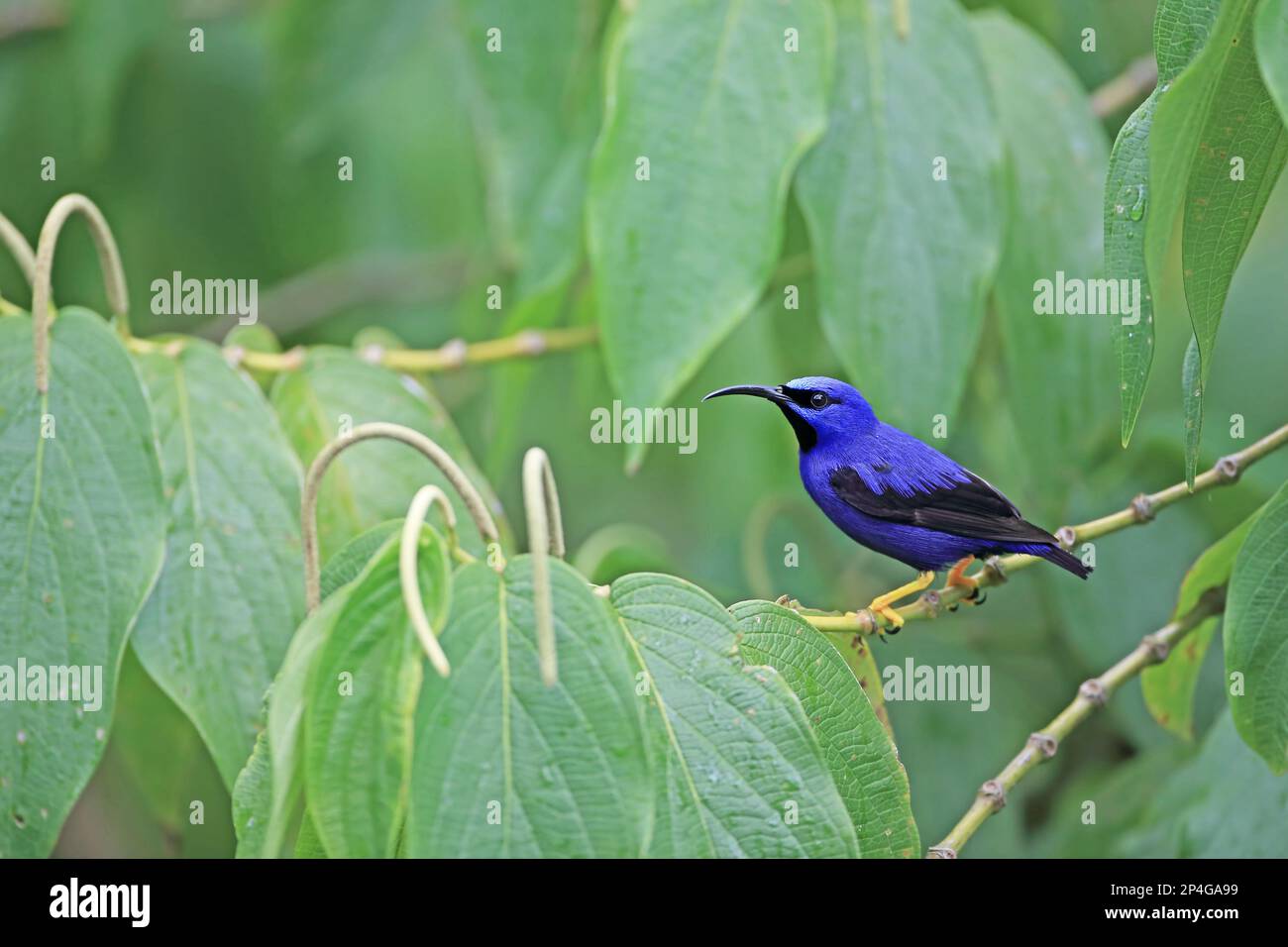 Purple honeycreeper (Cyanerpes caeruleus), Purple Honeycreepers, Purple