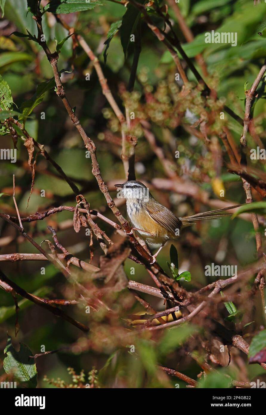 Hill Prinia (Prinia atrogularis erythropleura), adult, with spread tail, sitting on a branch, Doi Inthanon N. P. Chiang Mai Province, Thailand Stock Photo