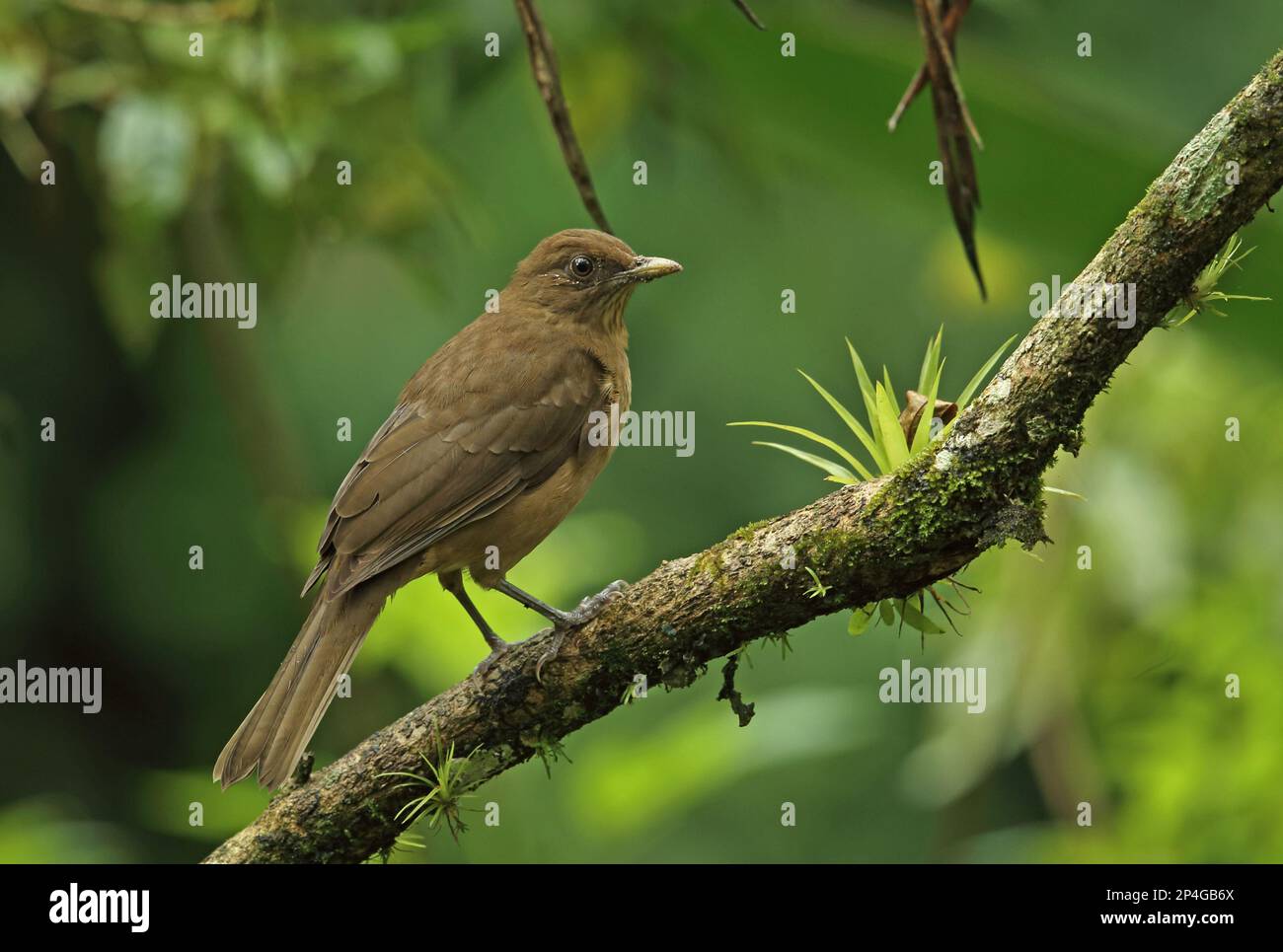 Clay-coloured robin (Turdus grayi casius) adult, sitting on a branch, Canopy Lodge, El Valle, Panama Stock Photo
