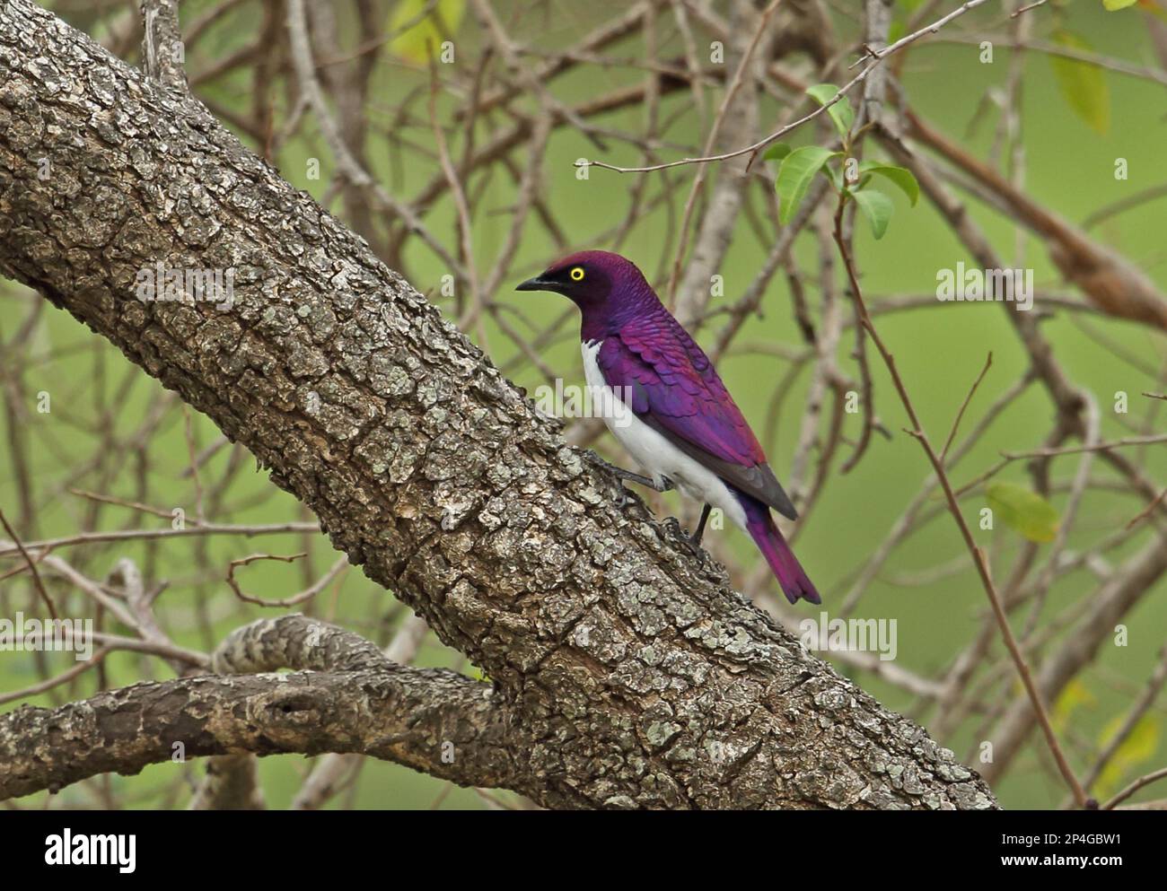 Purple-backed starling (Cinnyricinclus leucogaster verreauxi), adult male, sitting on tree trunk, Tembe Elephant Park, Maputaland, KwaZulu-Natal Stock Photo