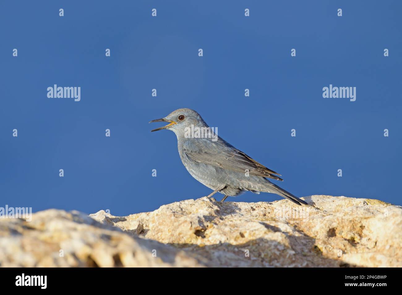 Blue Rock-thrush (Monticola solitarius) adult male, calling, standing on rocks, Malta Stock Photo