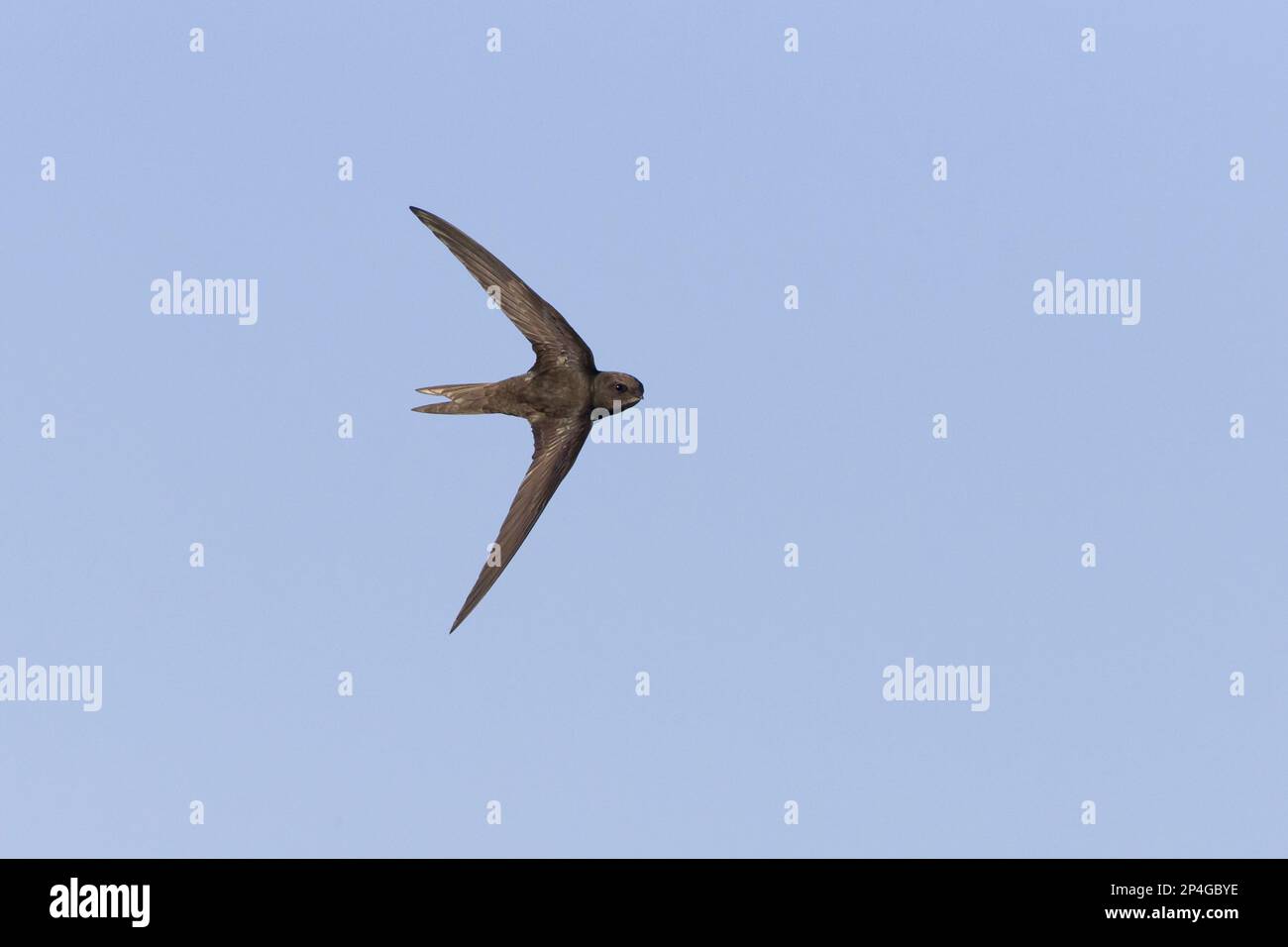 Common Swift (Apus apus) adult, in flight, turning to reveal upperside, Suffolk, England, United Kingdom Stock Photo
