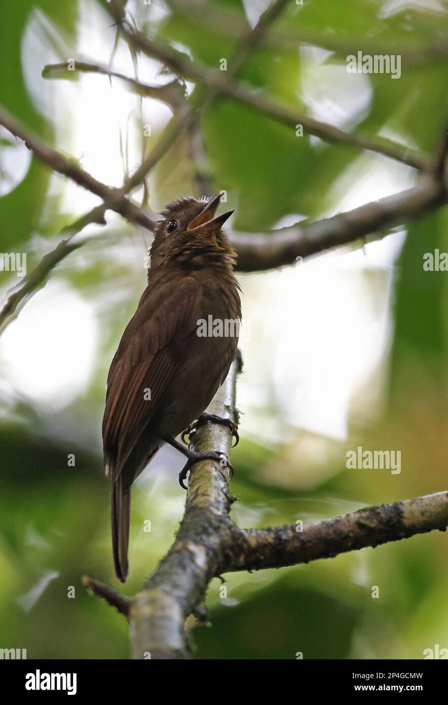 Thrush-like Shipfornis (Schiffornis turdina dumicola), adult, singing, sitting on a branch, El Valle, Panama Stock Photo