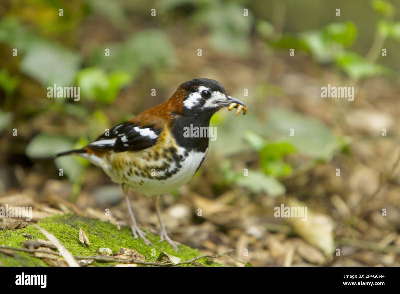 Chestnut thrush (Zoothera dohertyi) adult, with food in beak, standing
