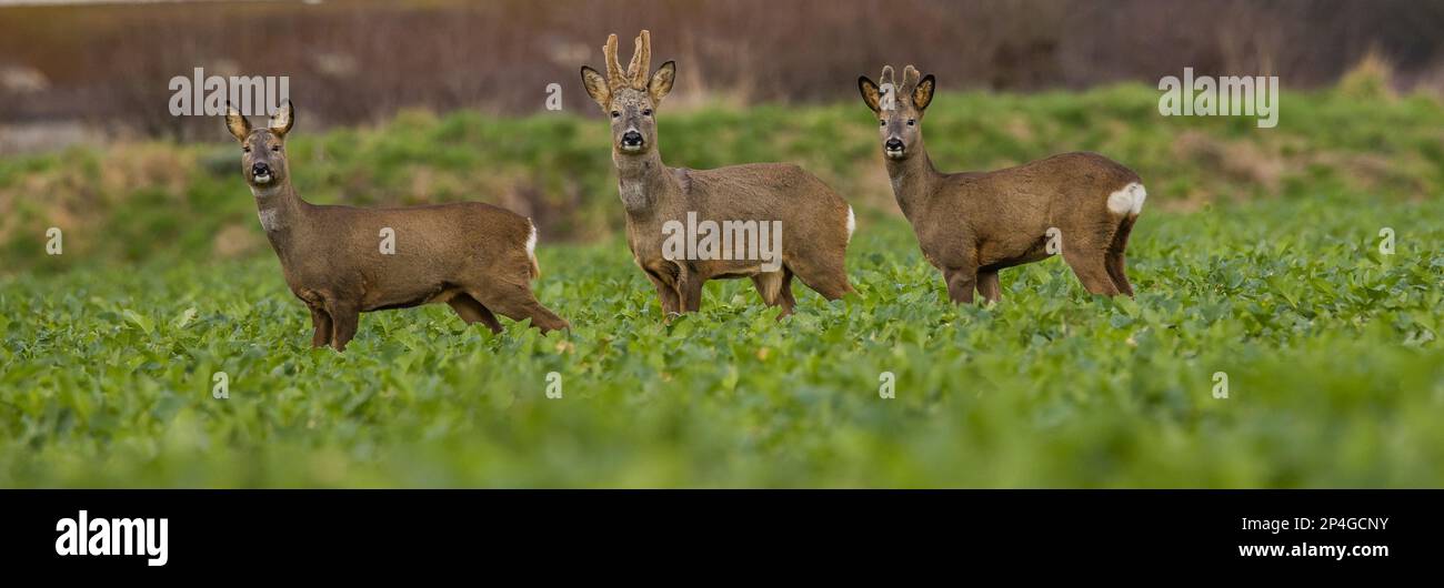 Roe deer captured on canon r5 hi-res stock photography and images - Alamy