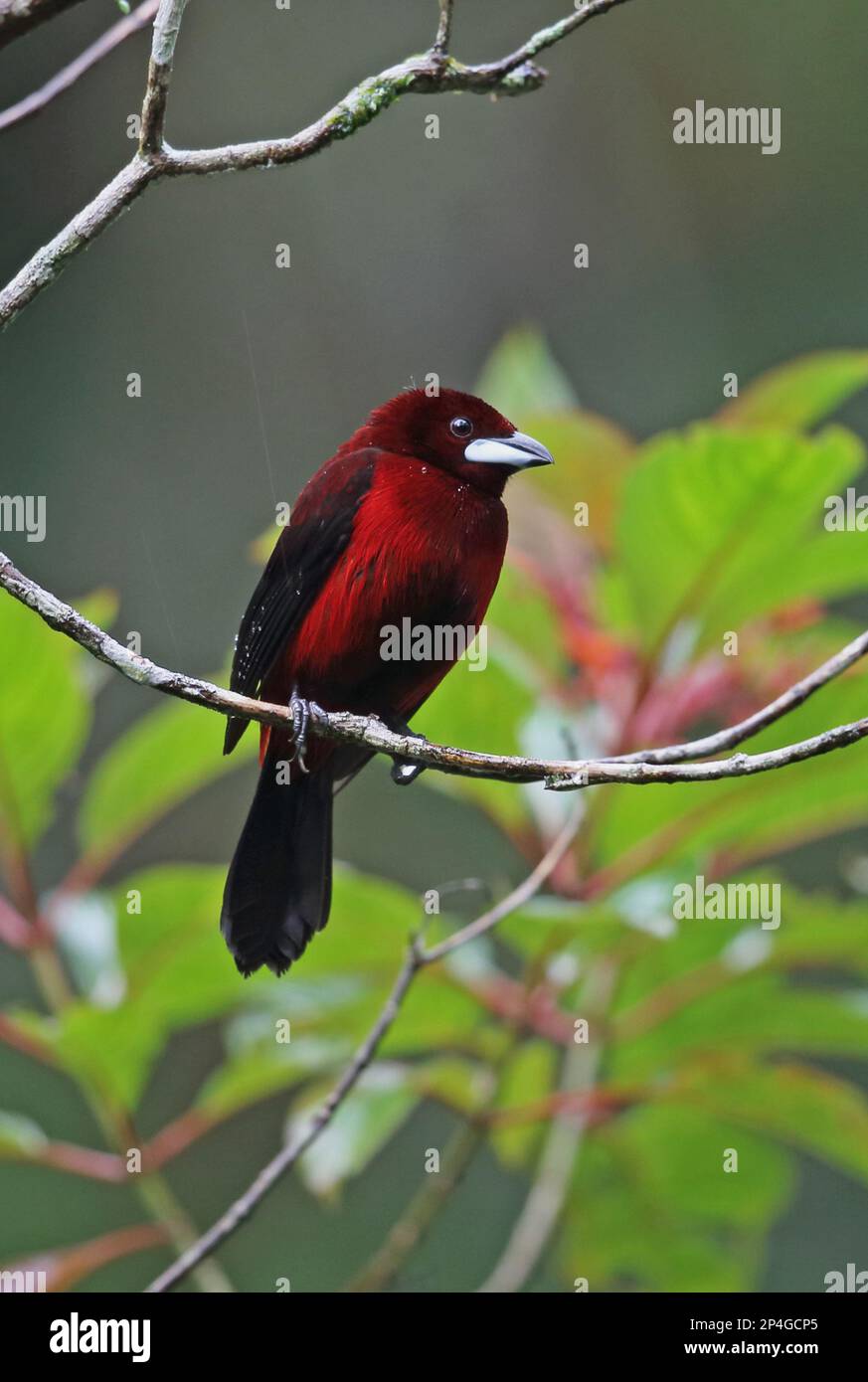 Crimson back tanager (Ramphocelus dimidiatus dimidiatus), adult male, sitting on a branch in the rain, Canopy Lodge, El Valle, Panama Stock Photo