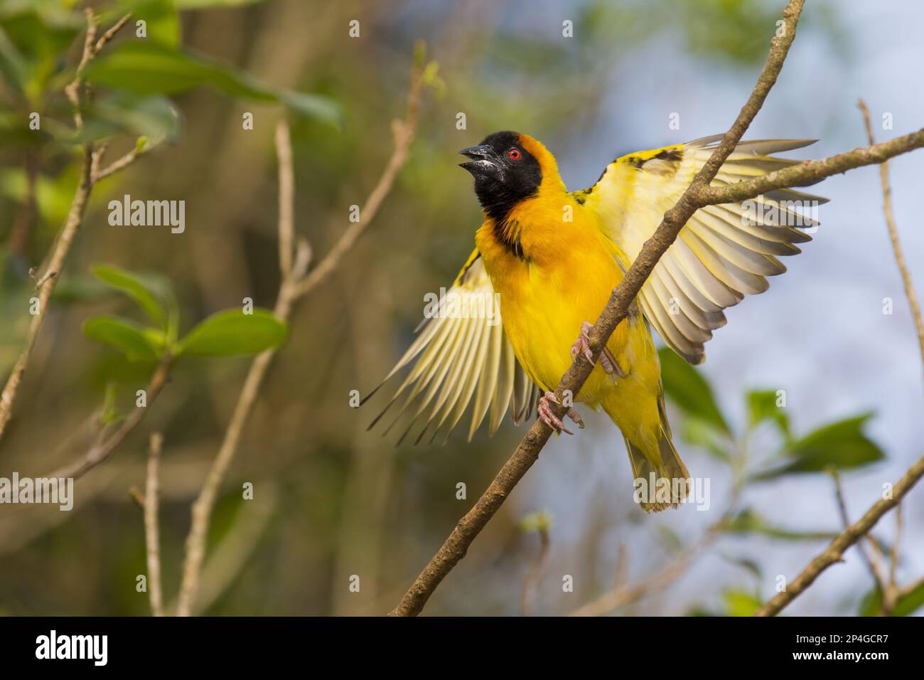 Blackheaded Weaver, Blackheaded Weaver Bird, songbirds, animals