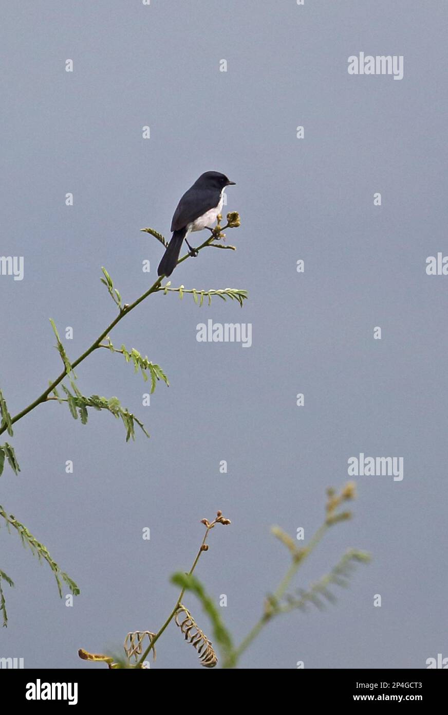 Jerdon's Bushchat, songbirds, animals, birds, Jerdon's Bushchat (Saxicola jerdoni) adult male, perched on stem, Thaton, Chiang Mai Province, Thailand Stock Photo