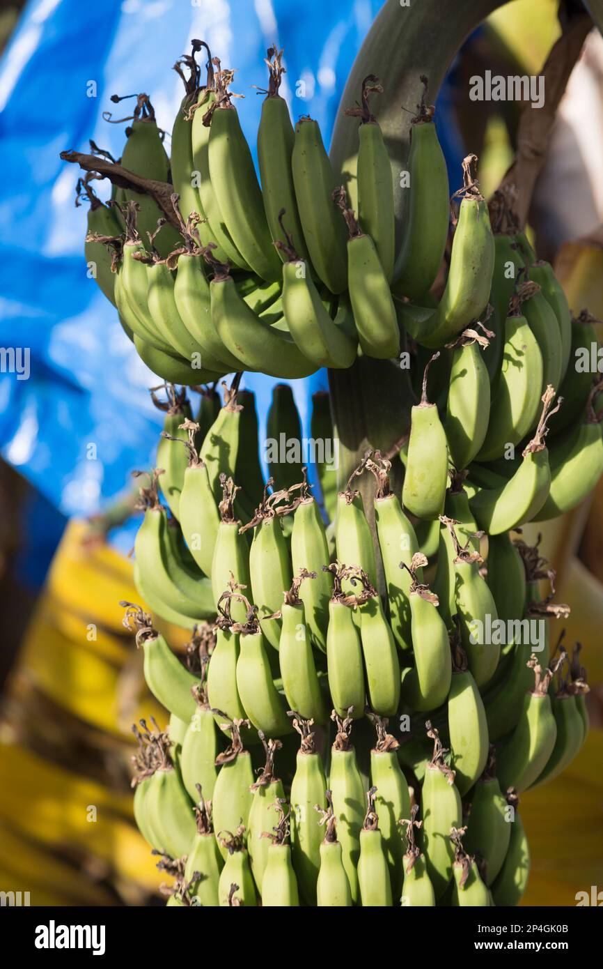 Cyprus, bananas growing in banana grove. Stock Photo
