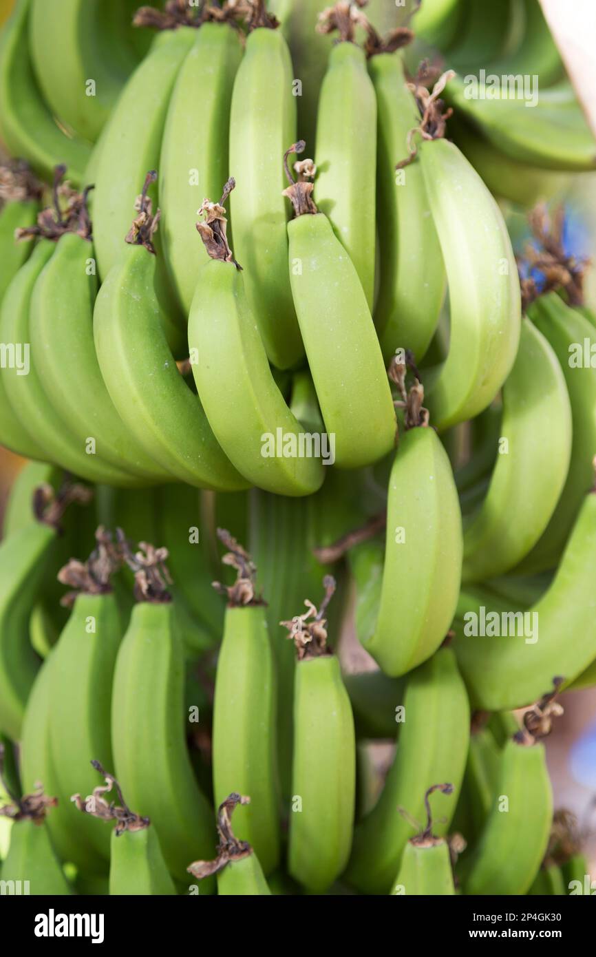 Cyprus, bananas growing in banana grove. Stock Photo