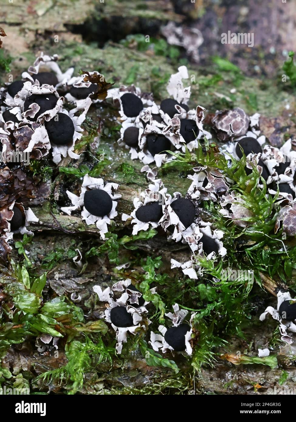Diderma radiatum, slime mold from Finland, no common English name Stock Photo