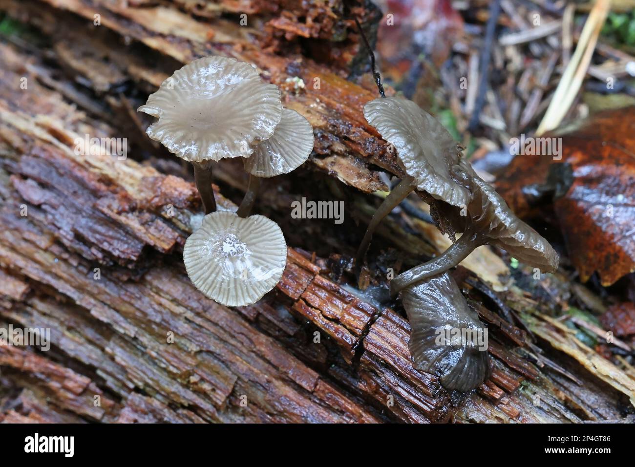 Arrhenia epichysium, small grey mushroom growing on spruce log in Finland, no common English name Stock Photo