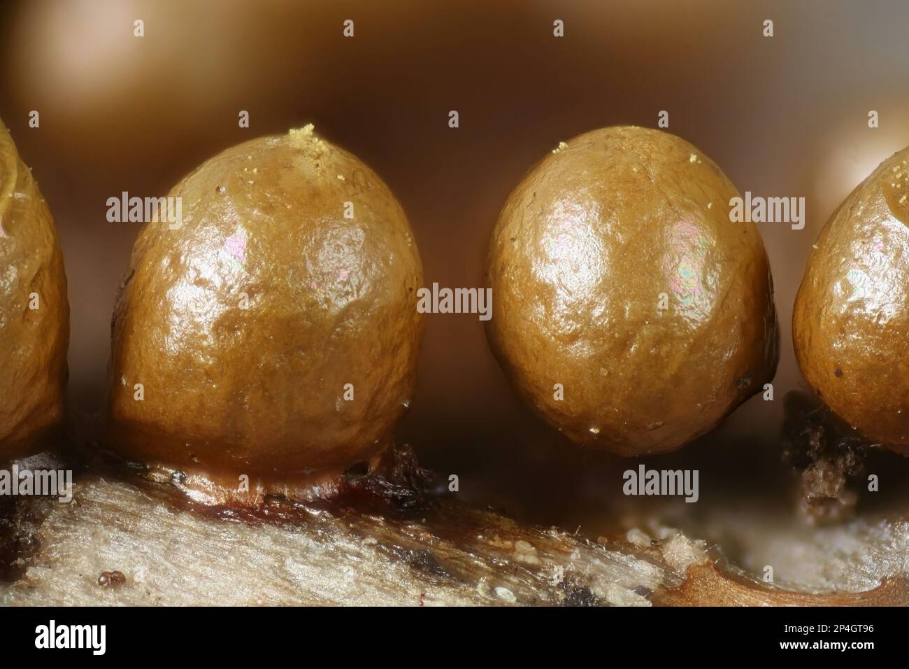 Hemitrichia leiotricha, slime mold of the order Trichiales, microscope image Stock Photo