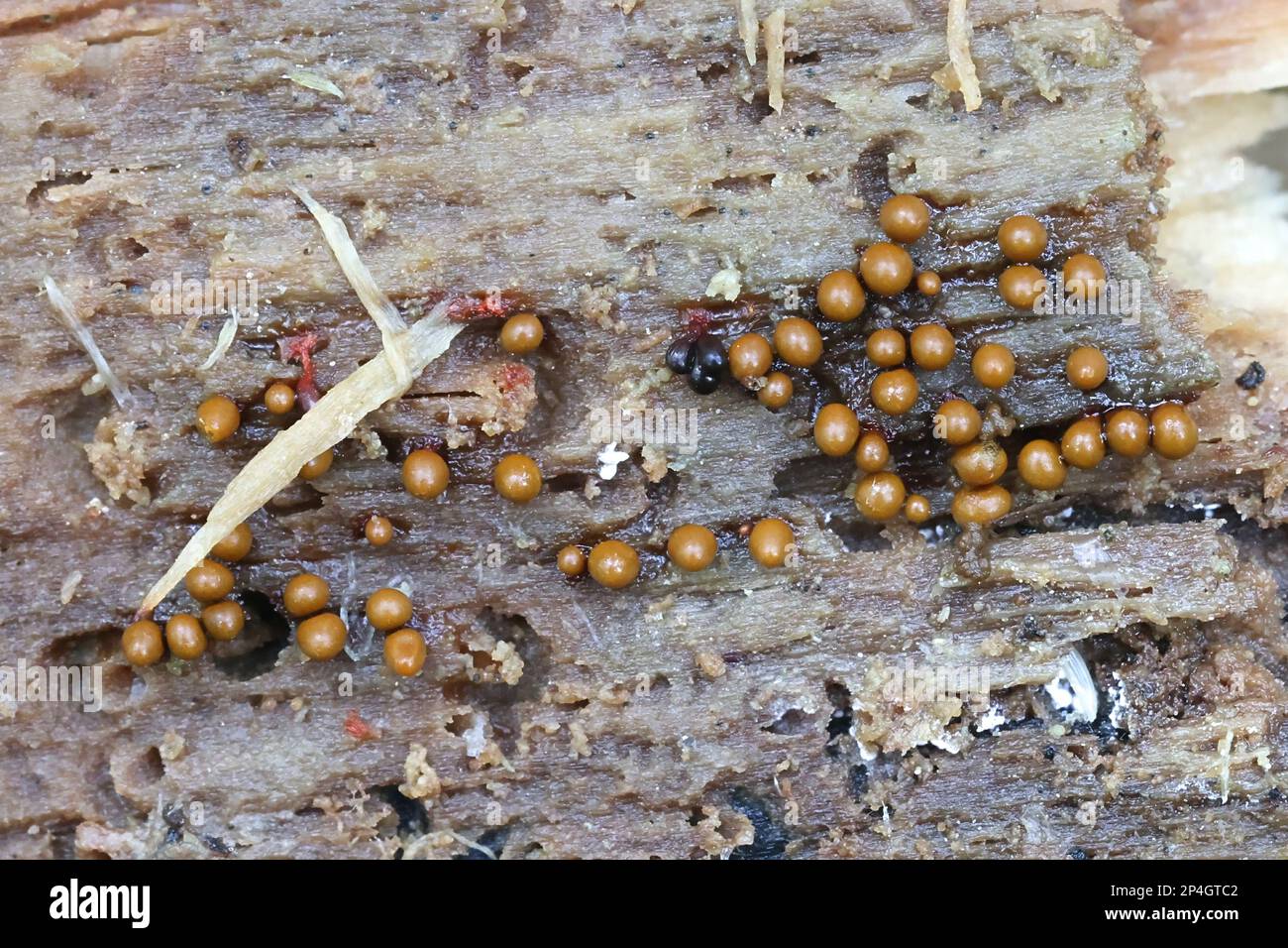 Hemitrichia leiotricha, slime mold of the order Trichiales, no common English name Stock Photo