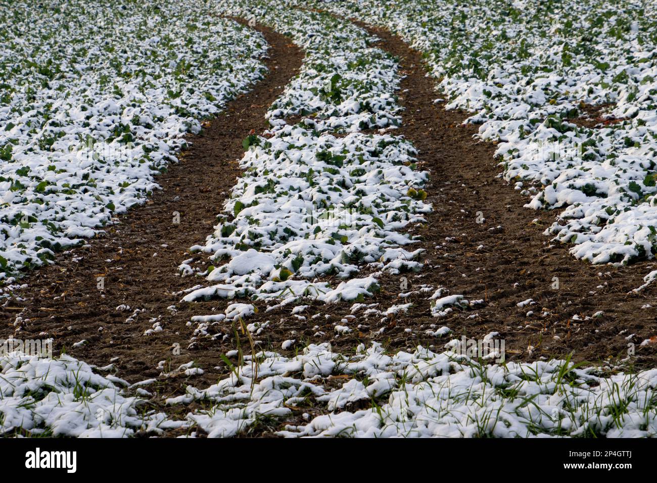 Tracks of tractor tires in a plowed field covered with snow Stock Photo