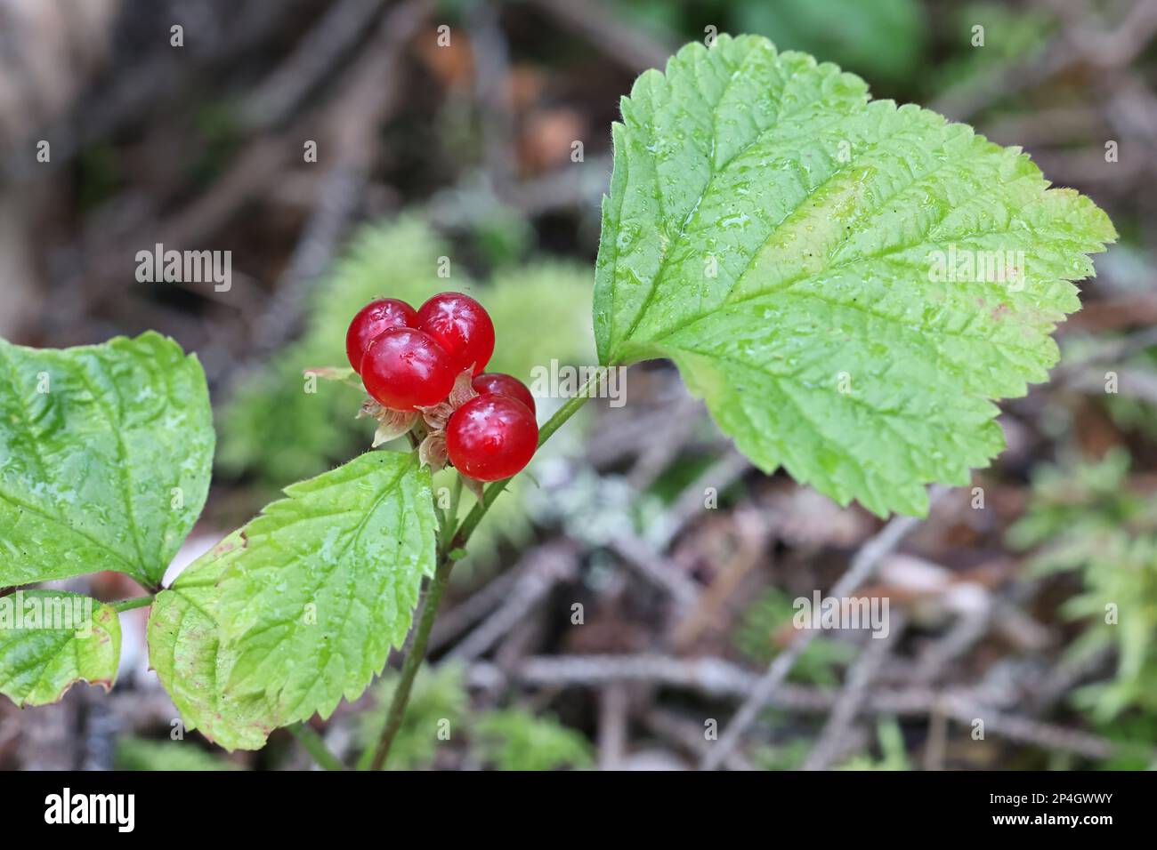 Stone Bramble, Rubus saxatilis, wild edible berry plant from Finland Stock Photo
