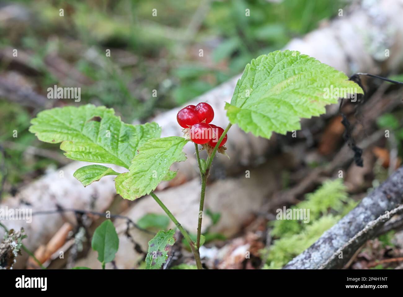 Rubus saxatilis, commonly known as Stone Bramble, wild edible berry plant from Finland Stock Photo