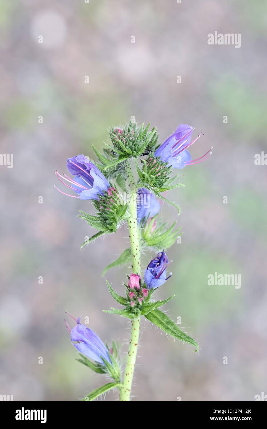 Viper's Bugloss, Echium vulgare, also known as Blue devil or Blueweed, wild flowering plant from Finland Stock Photo