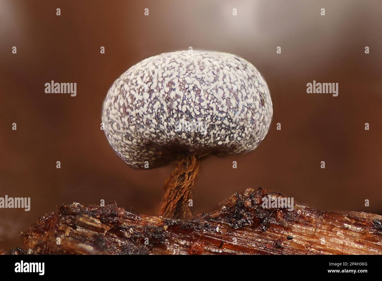 Physarum leucophaeum, slime mold from Finland, microscope image Stock Photo