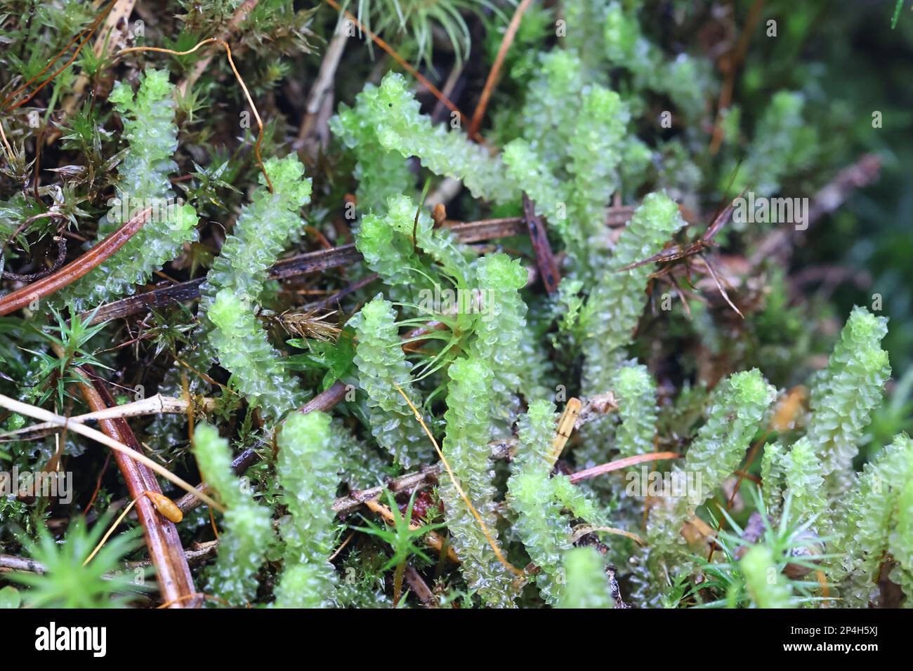 Barbilophozia lycopodioides, commonly known as Greater Pawwort, liverwort from Finland Stock Photo