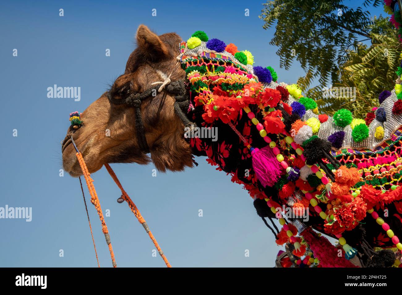 India, Rajasthan, Bikaner, National Camel Research Centre, Camel Festival, head of decorated camel Stock Photo