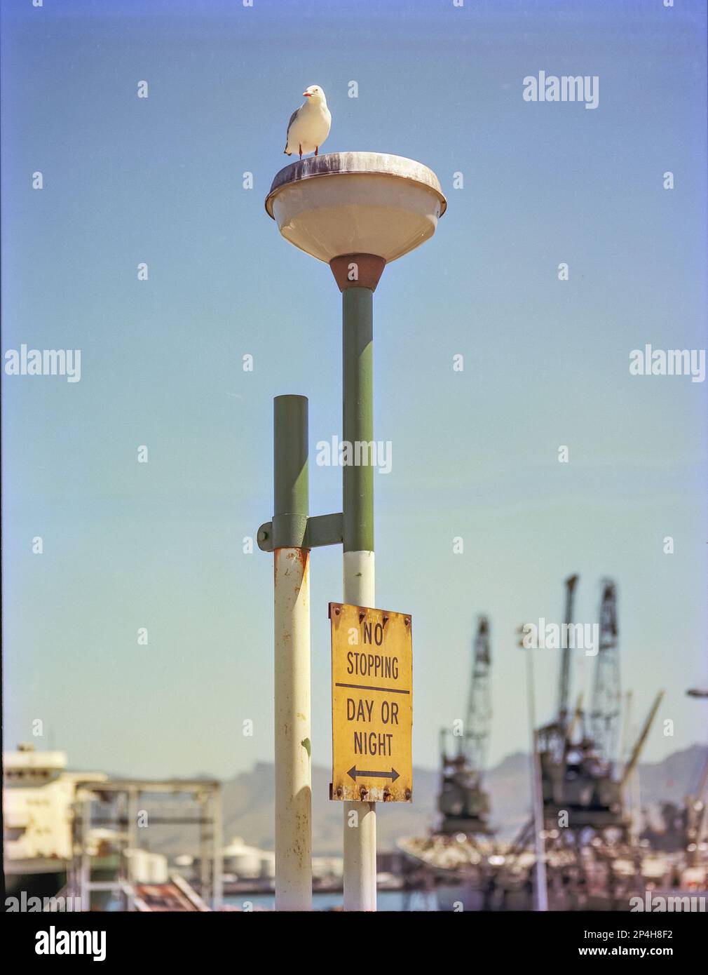 A 1981 historic image of a seagull (Silver Gull) sitting on top of a street light and a No Stopping sign at the port of Lyttelton near Christchurch in the South Island of New Zealand Stock Photo