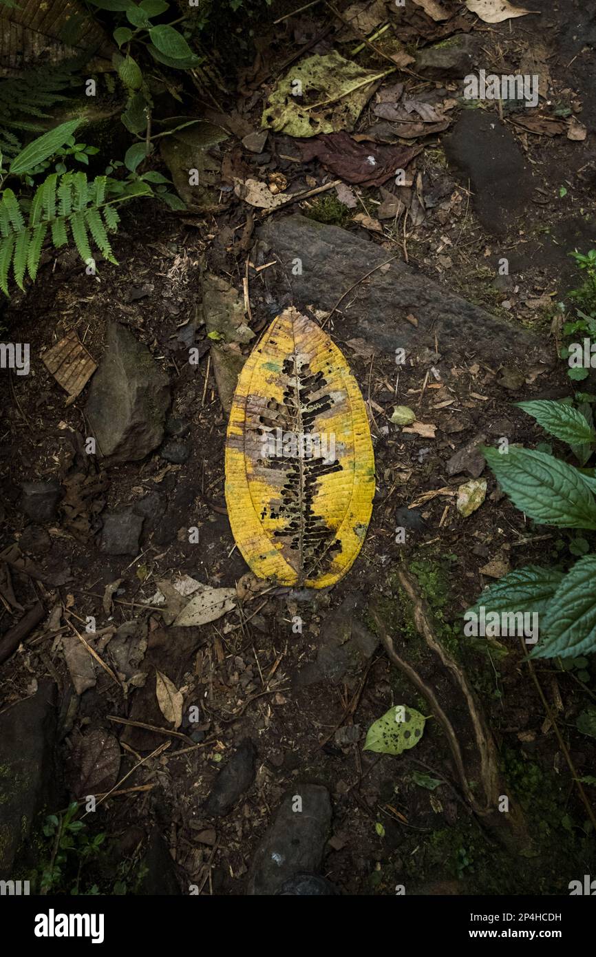 A tropical yellow leaf is laying on the brown soil in between green plants, texture Stock Photo