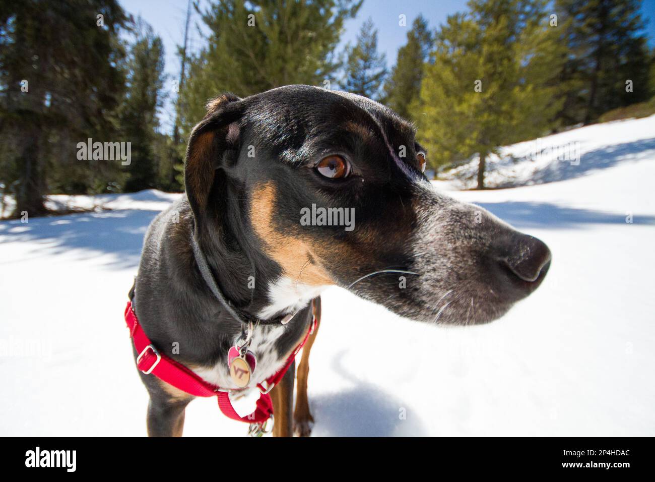 Cash is shown on a hike in the Mountain Lakes Wilderness area near