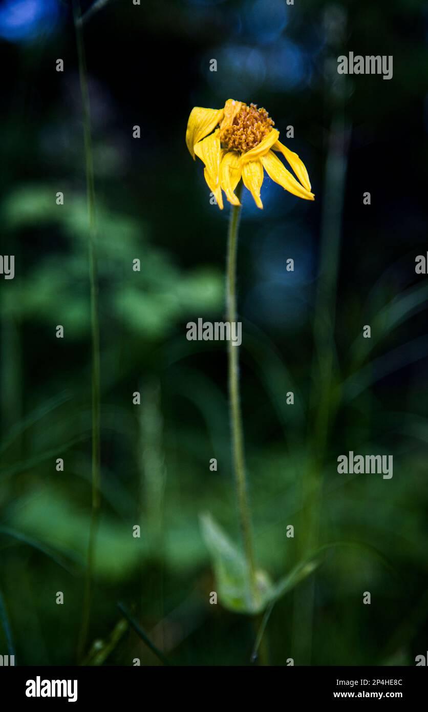 Withering Arnica flower in spring Stock Photo