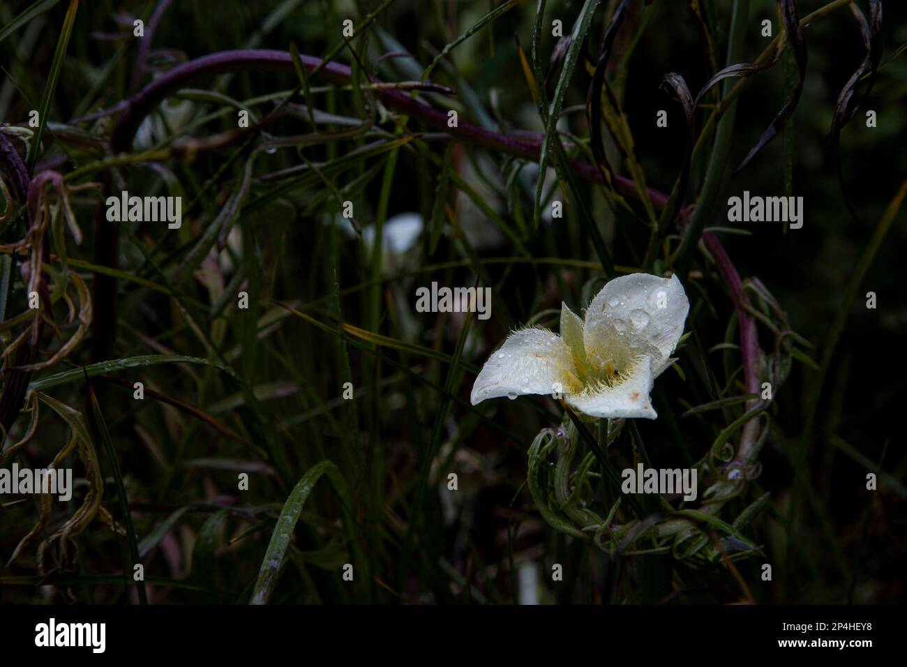 A flower with rain drops horizontal Stock Photo