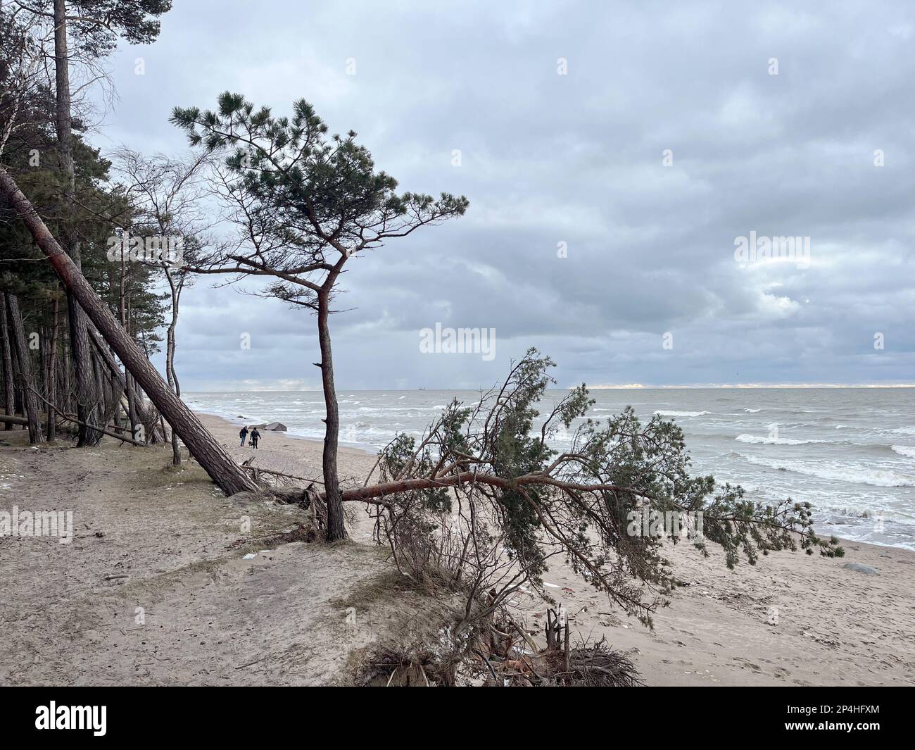 Trees falling into see due to coastal erosion. Klaipeda region. Baltic coast Lithuania. Picture Garyroberts/worldwidefeatures.com Stock Photo