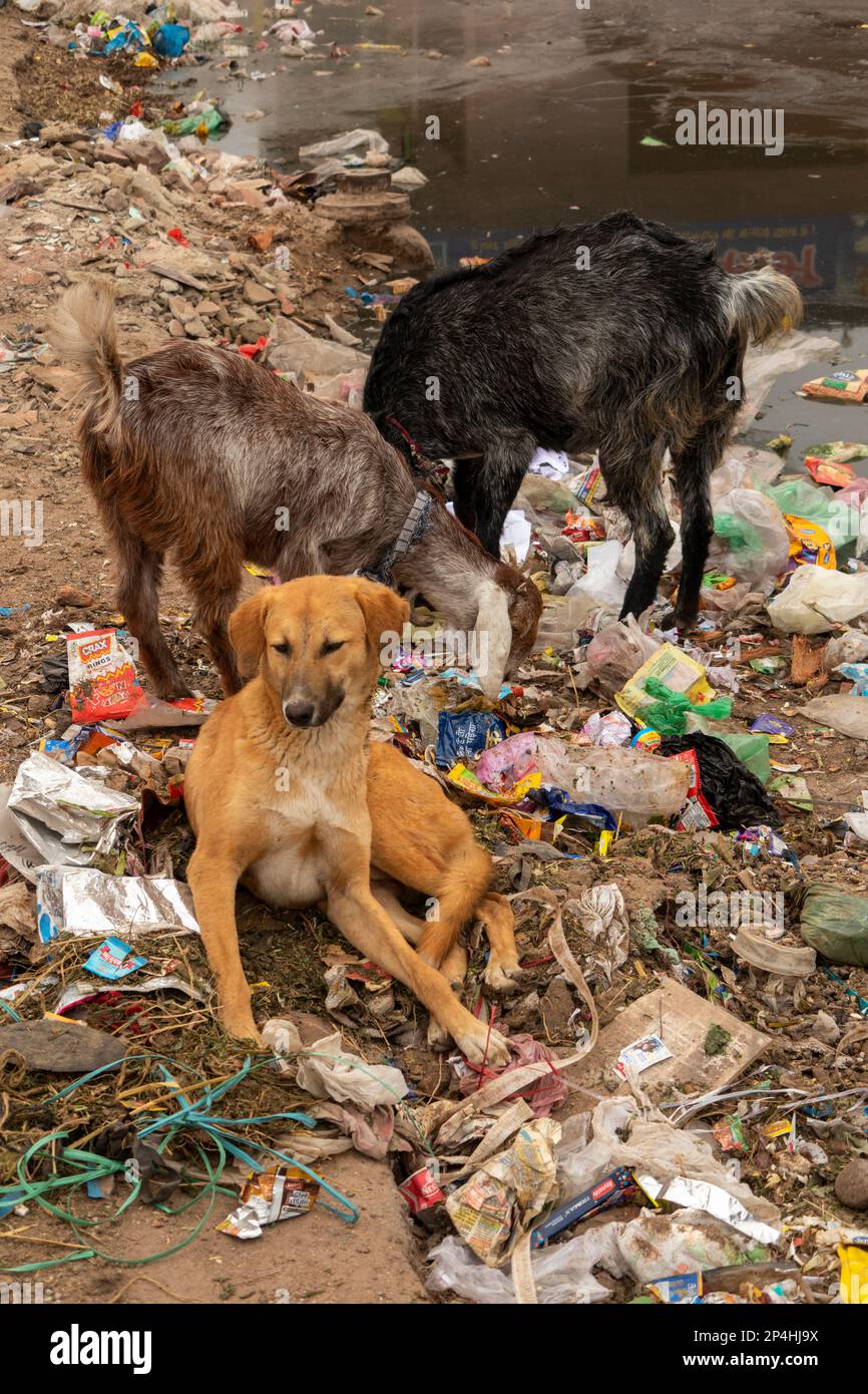 India, Rajasthan, Bikaner, goats feeding on rubbish pile around dog Stock Photo